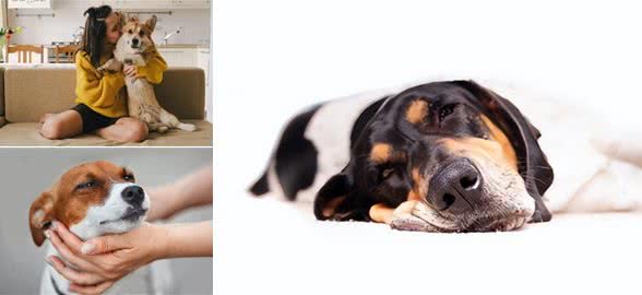 狗狗独处需求:五大关键时刻，主人请别打扰!