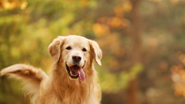 金毛犬和拉布拉多哪个更好?对比两者的聪明程度