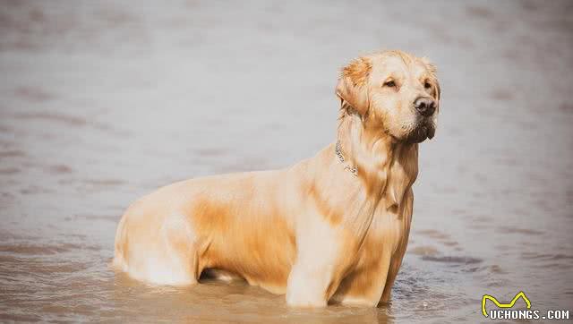 金毛犬和拉布拉多哪个更好?对比两者的聪明程度