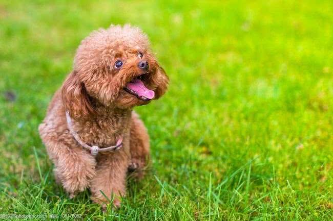 贵宾犬拉姆装是什么?朋友们让我们一起来熟悉一下拉姆装吧