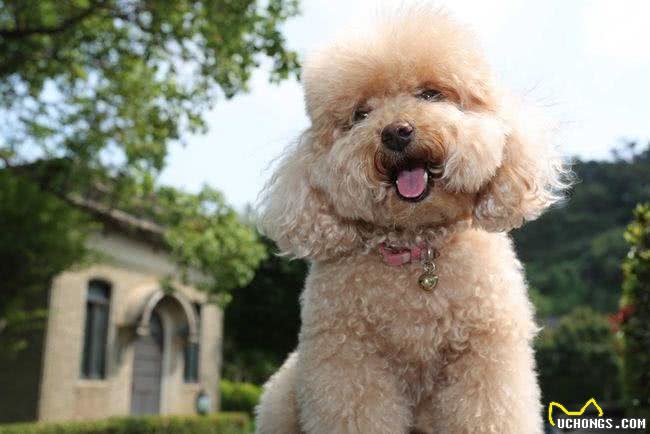 贵宾犬拉姆装是什么?朋友们让我们一起来熟悉一下拉姆装吧