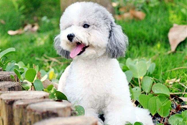 贵宾犬拉姆装是什么?朋友们让我们一起来熟悉一下拉姆装吧