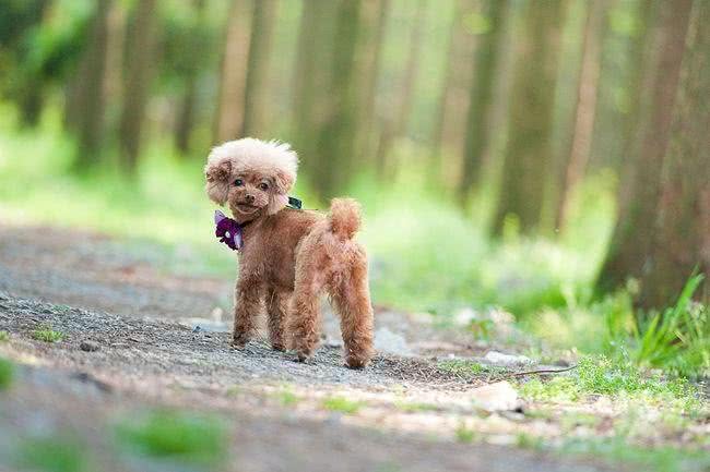 贵宾犬拉姆装是什么?朋友们让我们一起来熟悉一下拉姆装吧
