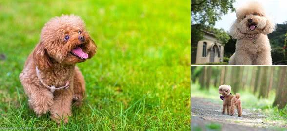 贵宾犬拉姆装是什么?朋友们让我们一起来熟悉一下拉姆装吧