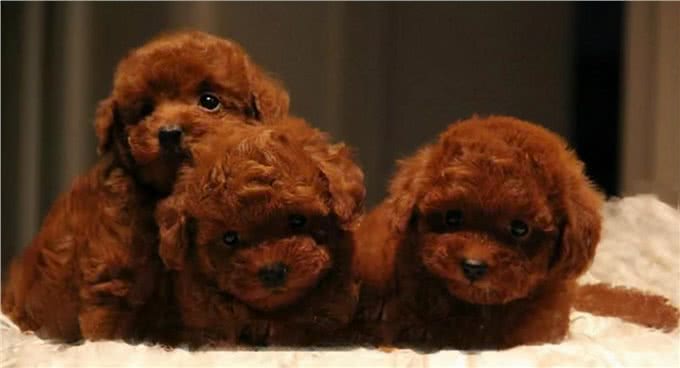 怎么分辨泰迪犬的纯度?看这5点就知道