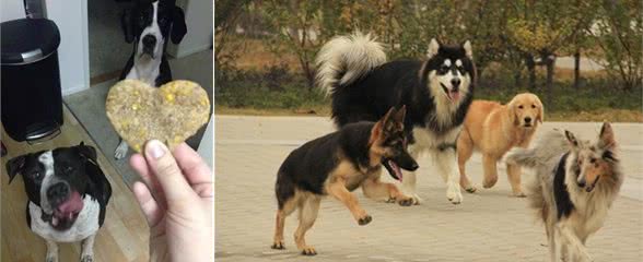 狗狗们的三大生活基础习性你可能都不知道