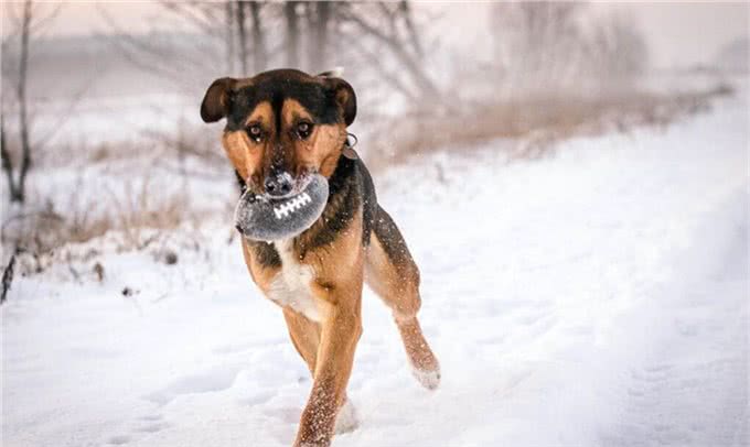 你养我长大我陪你到老,忠心为主,狗为什么是人类最忠诚的朋友?