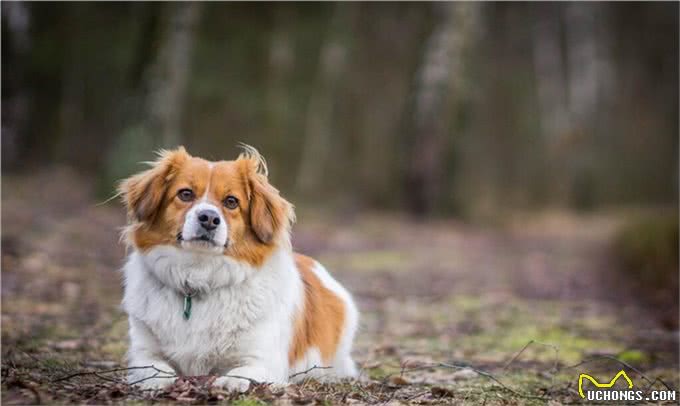 你养我长大我陪你到老,忠心为主,狗为什么是人类最忠诚的朋友?