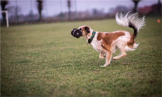 你养我长大我陪你到老,忠心为主,狗为什么是人类最忠诚的朋友?
