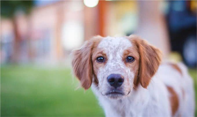 你养我长大我陪你到老,忠心为主,狗为什么是人类最忠诚的朋友?