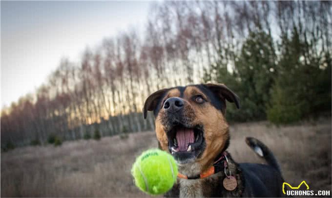 你养我长大我陪你到老,忠心为主,狗为什么是人类最忠诚的朋友?