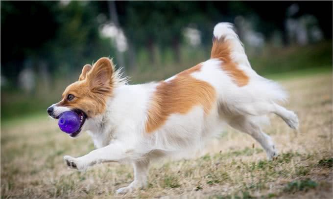 你养我长大我陪你到老,忠心为主,狗为什么是人类最忠诚的朋友?