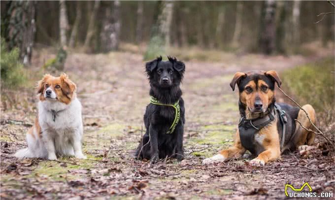你养我长大我陪你到老,忠心为主,狗为什么是人类最忠诚的朋友?