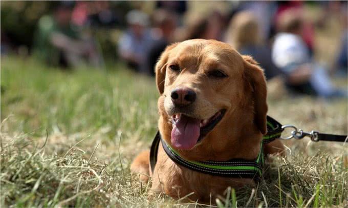 你养我长大我陪你到老,忠心为主,狗为什么是人类最忠诚的朋友?