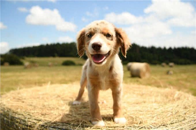 狗狗肚子大鼓鼓的怎么回事