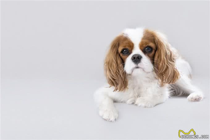 狗狗肚子大鼓鼓的怎么回事