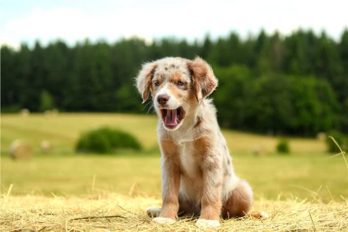 狗狗肚子大鼓鼓的怎么回事