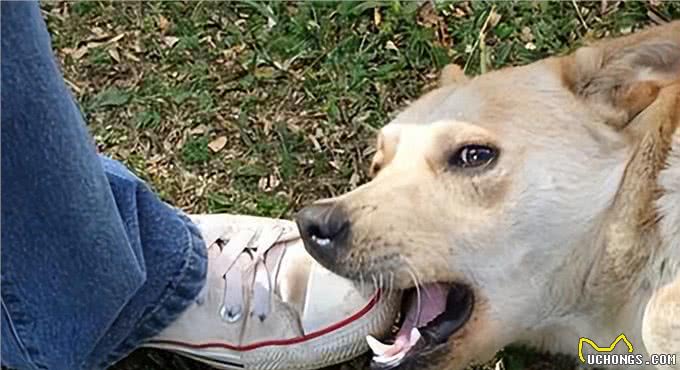 揭秘狗狗咬手咬脚行为背后的真相