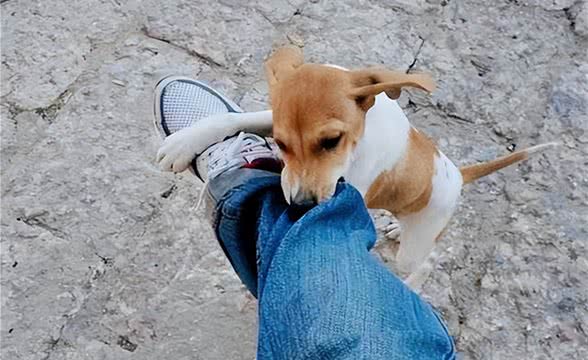 揭秘狗狗咬手咬脚行为背后的真相