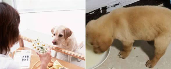 宠与生活:狗狗到新环境不吃东西怎么办小狗到新家很紧张不吃东西