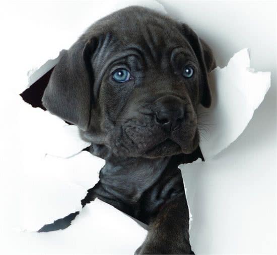 狗狗的耳朵代表的10种语言