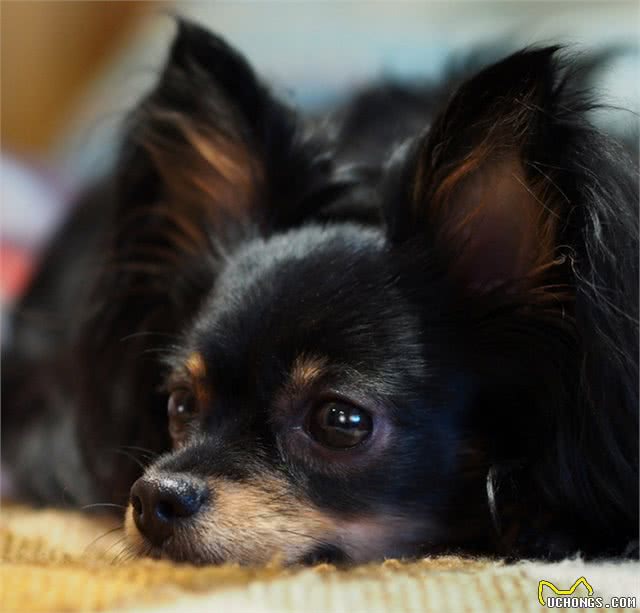 狗狗的耳朵代表的10种语言