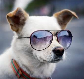 狗狗的耳朵代表的10种语言