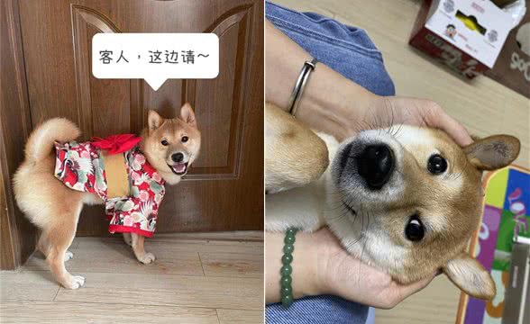 狗狗出去玩太疯太野?让狗快速冷静有注意力的两大方法