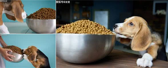 狗狗想变壮!狗狗吃什么才能变壮?真的有猛犬套餐吗?