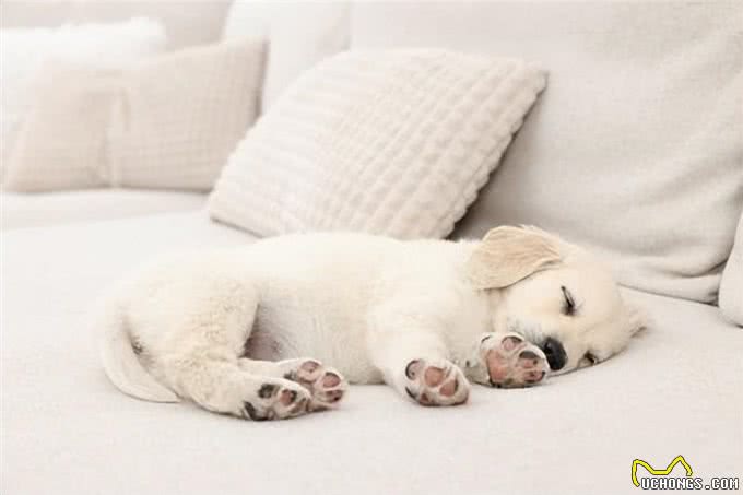 小狗成长的隐患:四大禁忌,稍有不慎可能危及生命!