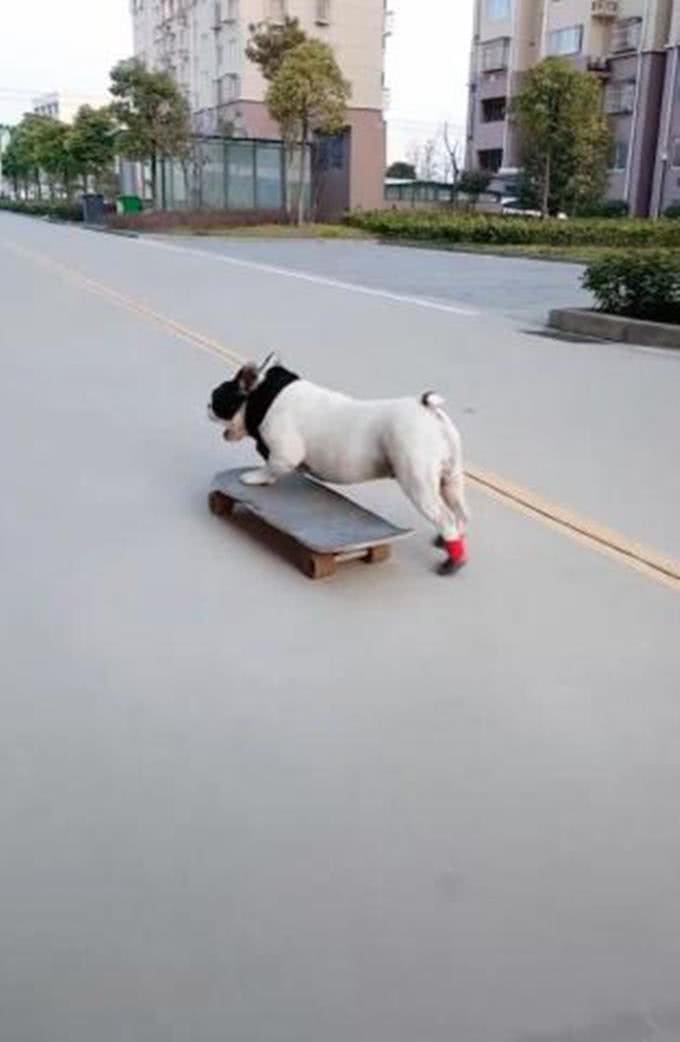男子带狗狗在小区玩滑板，引路人夸赞:这太专业了
