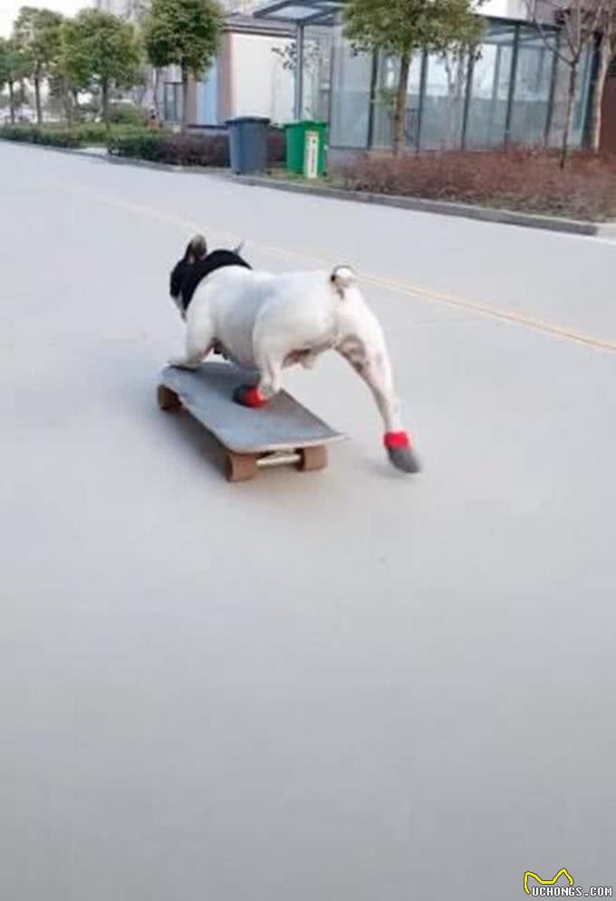男子带狗狗在小区玩滑板，引路人夸赞:这太专业了