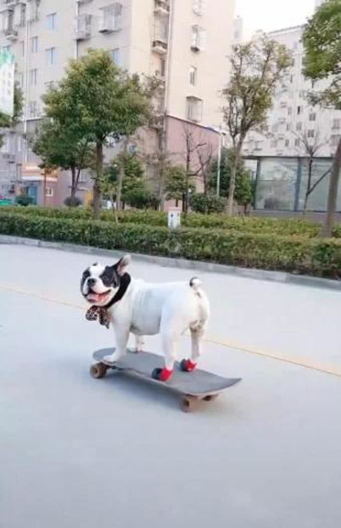 男子带狗狗在小区玩滑板，引路人夸赞:这太专业了