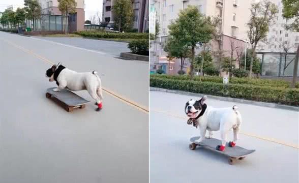 男子带狗狗在小区玩滑板，引路人夸赞:这太专业了