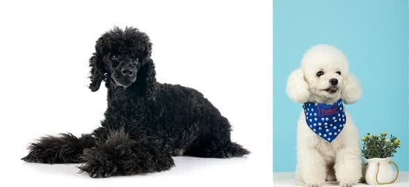 宠物狗系列之贵宾犬
