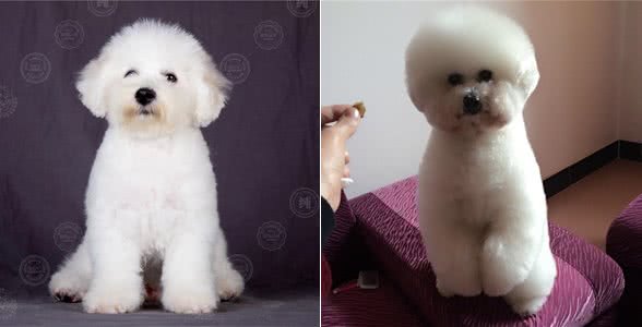 美女最爱、追女神物—比熊犬