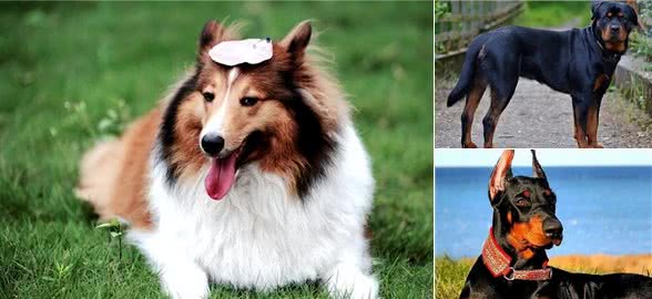 世界十大忠犬排名，你的爱犬上榜了吗?