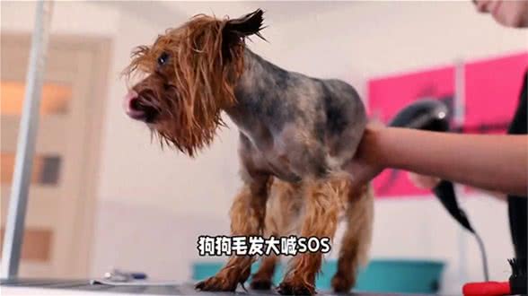 狗狗洗澡大揭秘，为什么狗狗频繁洗澡是不对的?今天来讲解