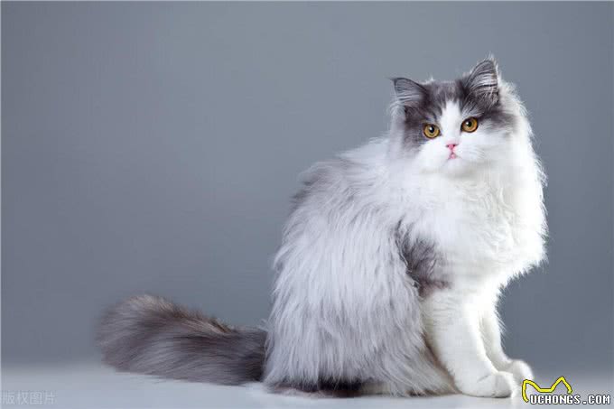 宠物猫系列之波斯猫