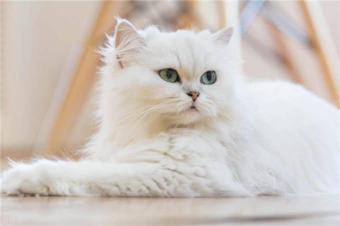 宠物猫系列之波斯猫