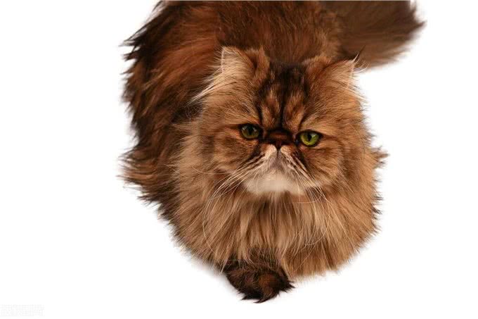 宠物猫系列之波斯猫