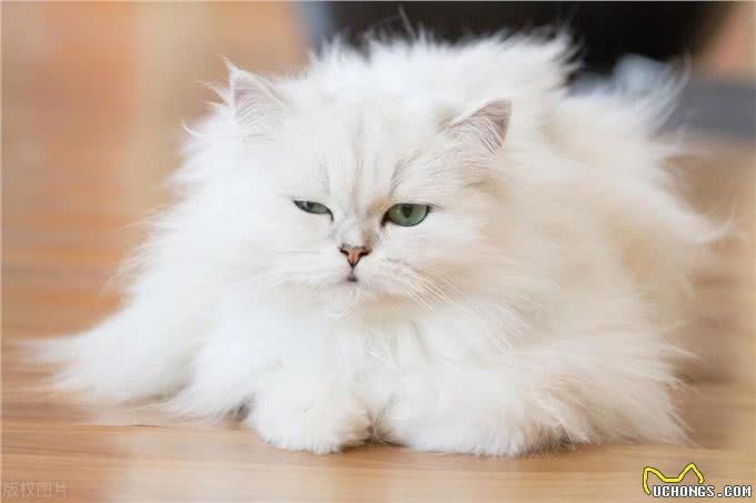 宠物猫系列之波斯猫