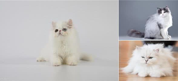 宠物猫系列之波斯猫