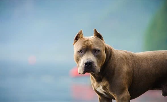 比特犬的四种力量训练方法