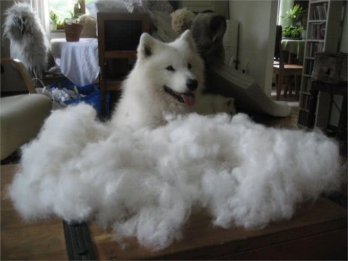 狗狗掉毛很烦人?这5个方法可以帮到你的，度过烦人掉毛季