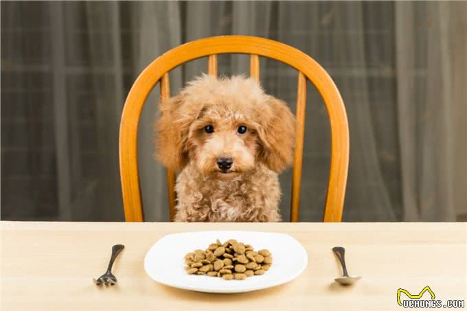 狗狗掉毛很烦人?这5个方法可以帮到你的，度过烦人掉毛季