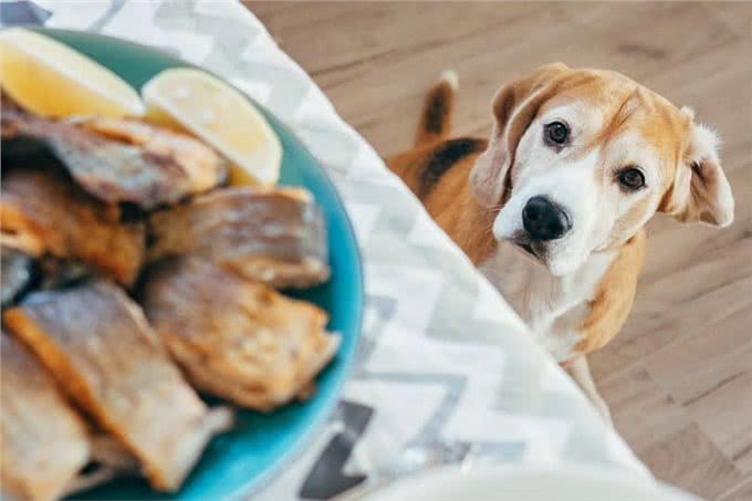 狗狗掉毛很烦人?这5个方法可以帮到你的，度过烦人掉毛季