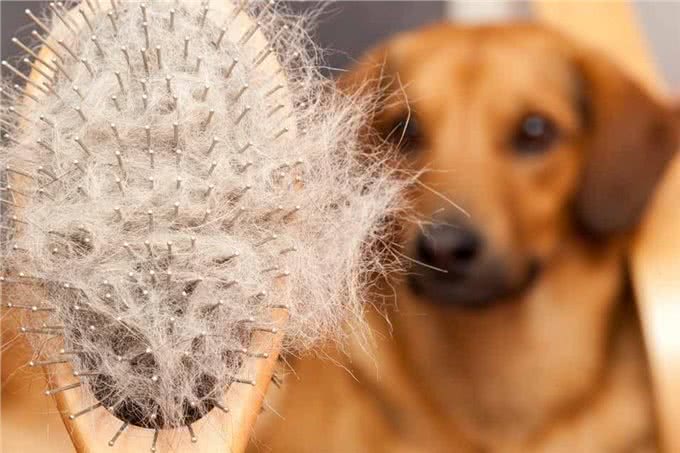 狗狗掉毛很烦人?这5个方法可以帮到你的,度过烦人掉毛季