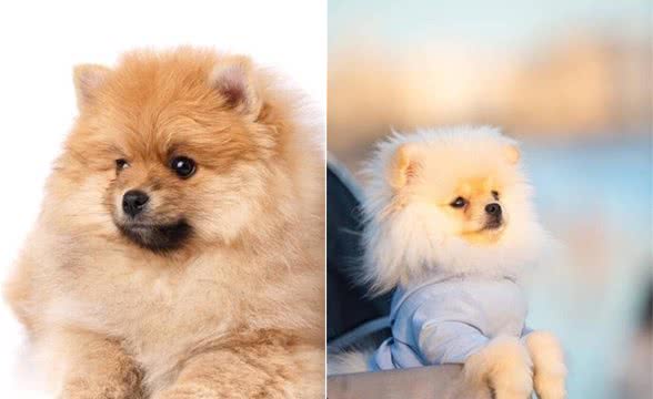 博美犬多少钱一只幼崽