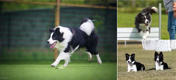 边境牧羊犬的性格特点及喂养建议